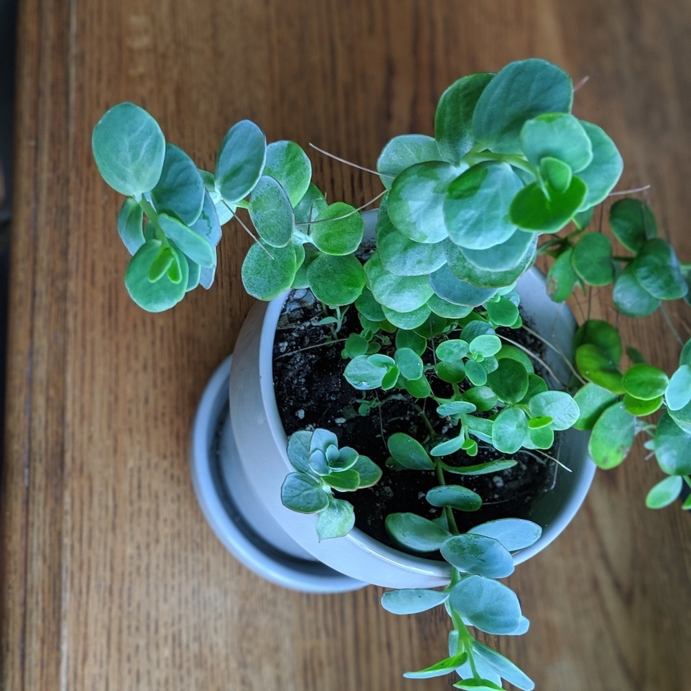 Assorted succulents